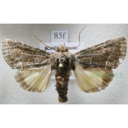 Thalpophila matura (Hufnagel, 1766) Ponurzyca źralica Czech85f